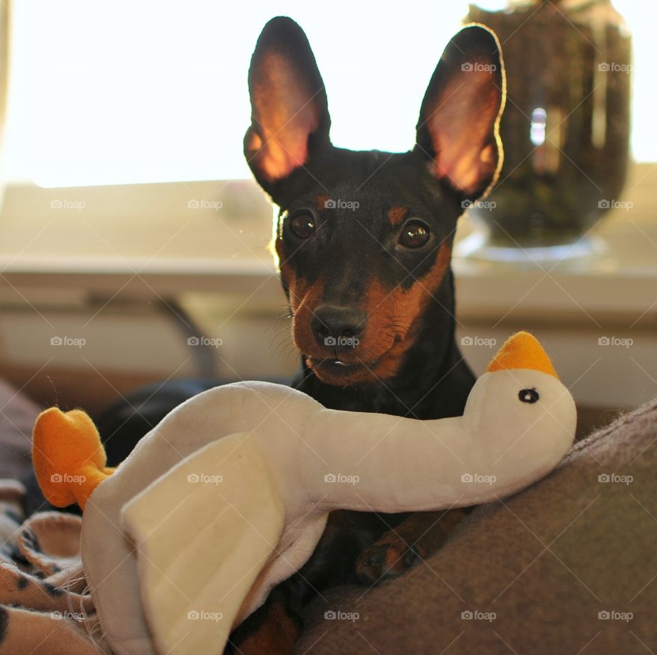 Close-up of dog with duck