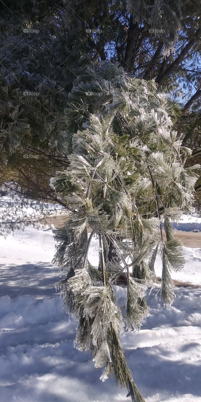 frozen tree