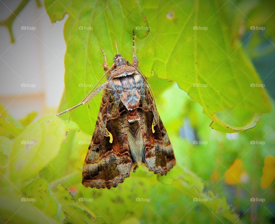 On my tomatoes