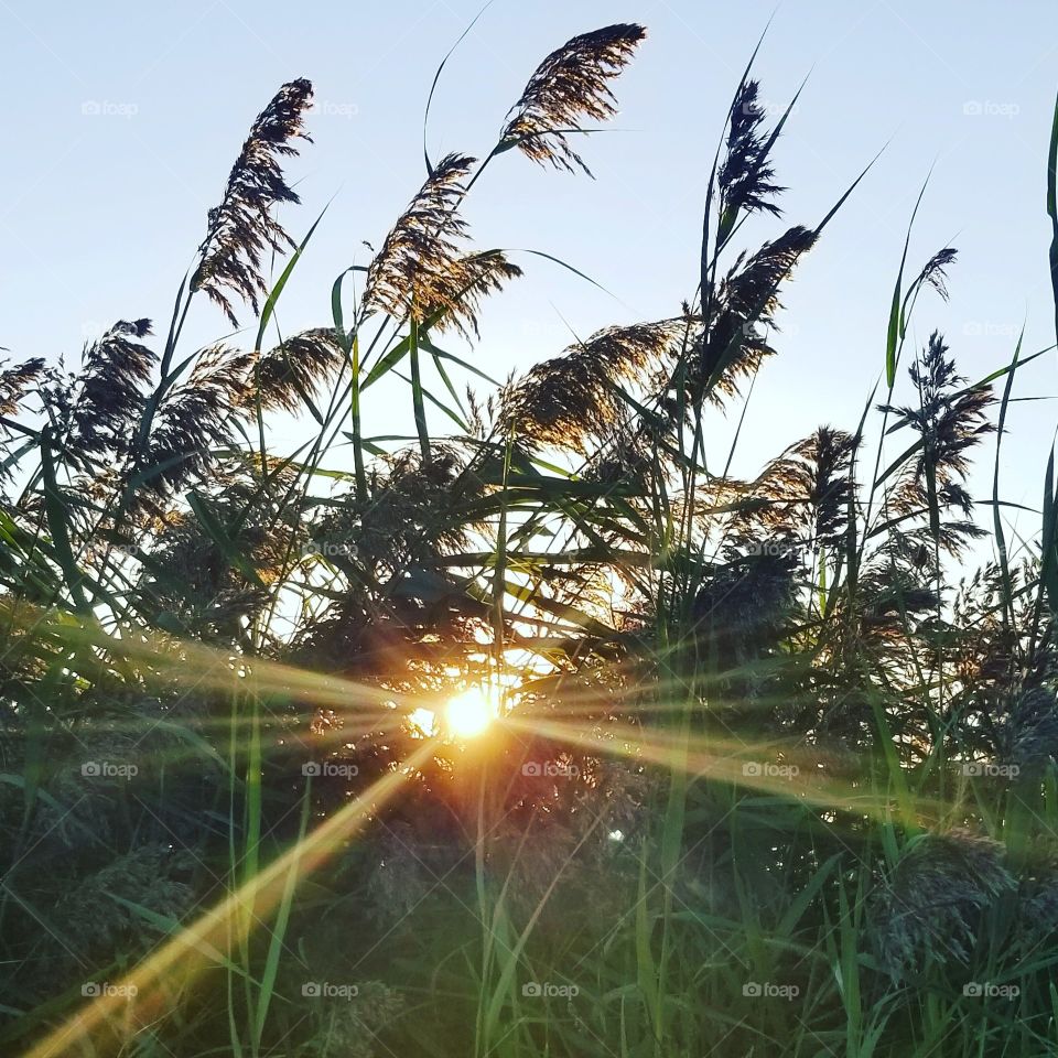 sun through the grass