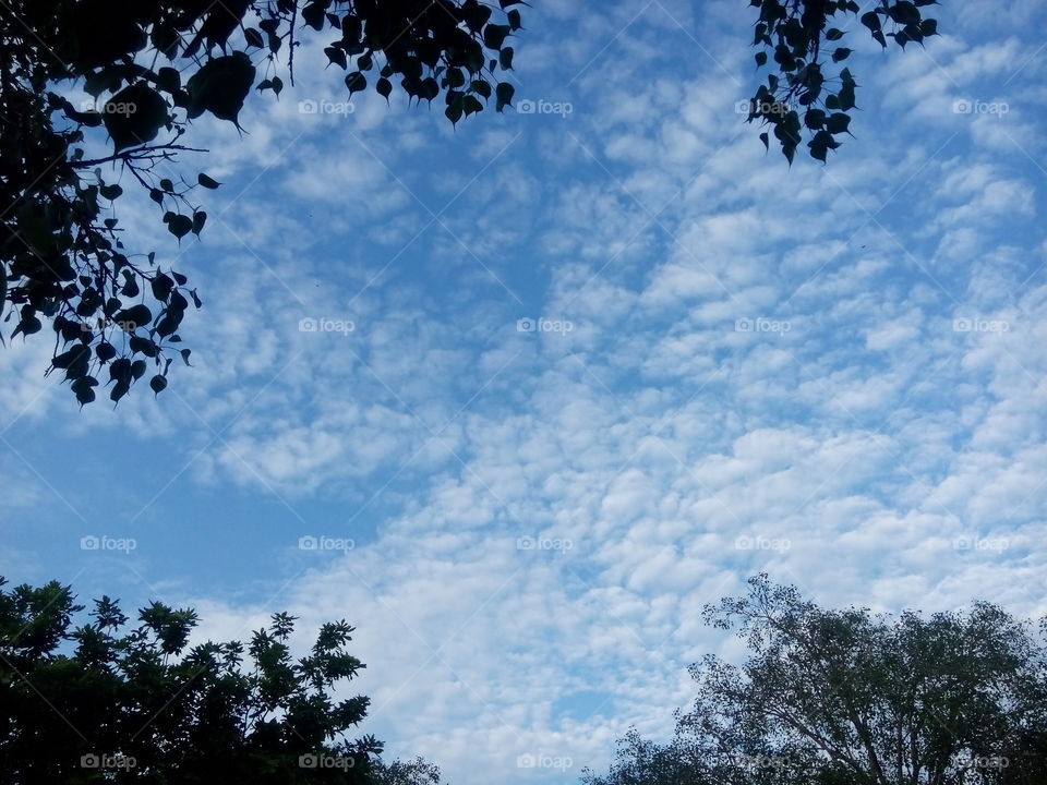 sky cloudy raining weather trees