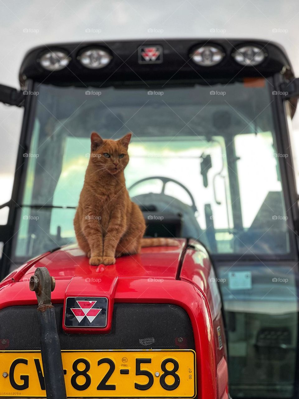 Cat on tractor