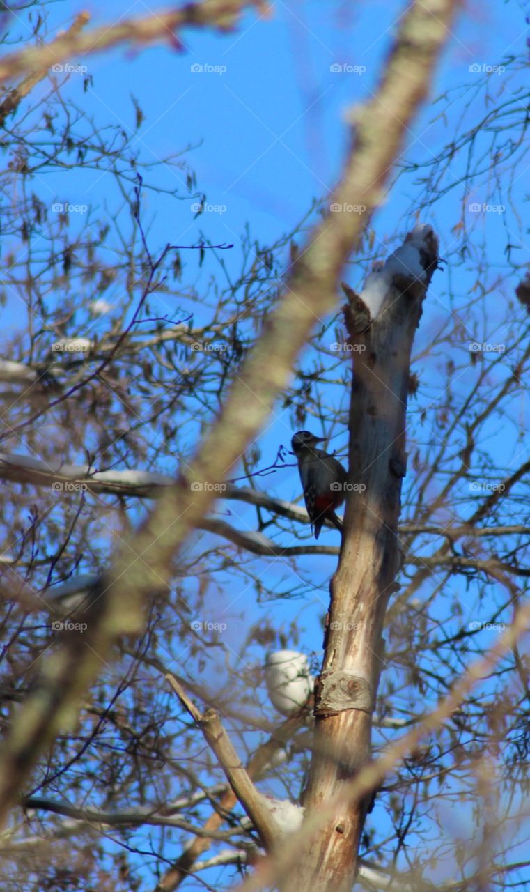 Hackspett
Woodpecker