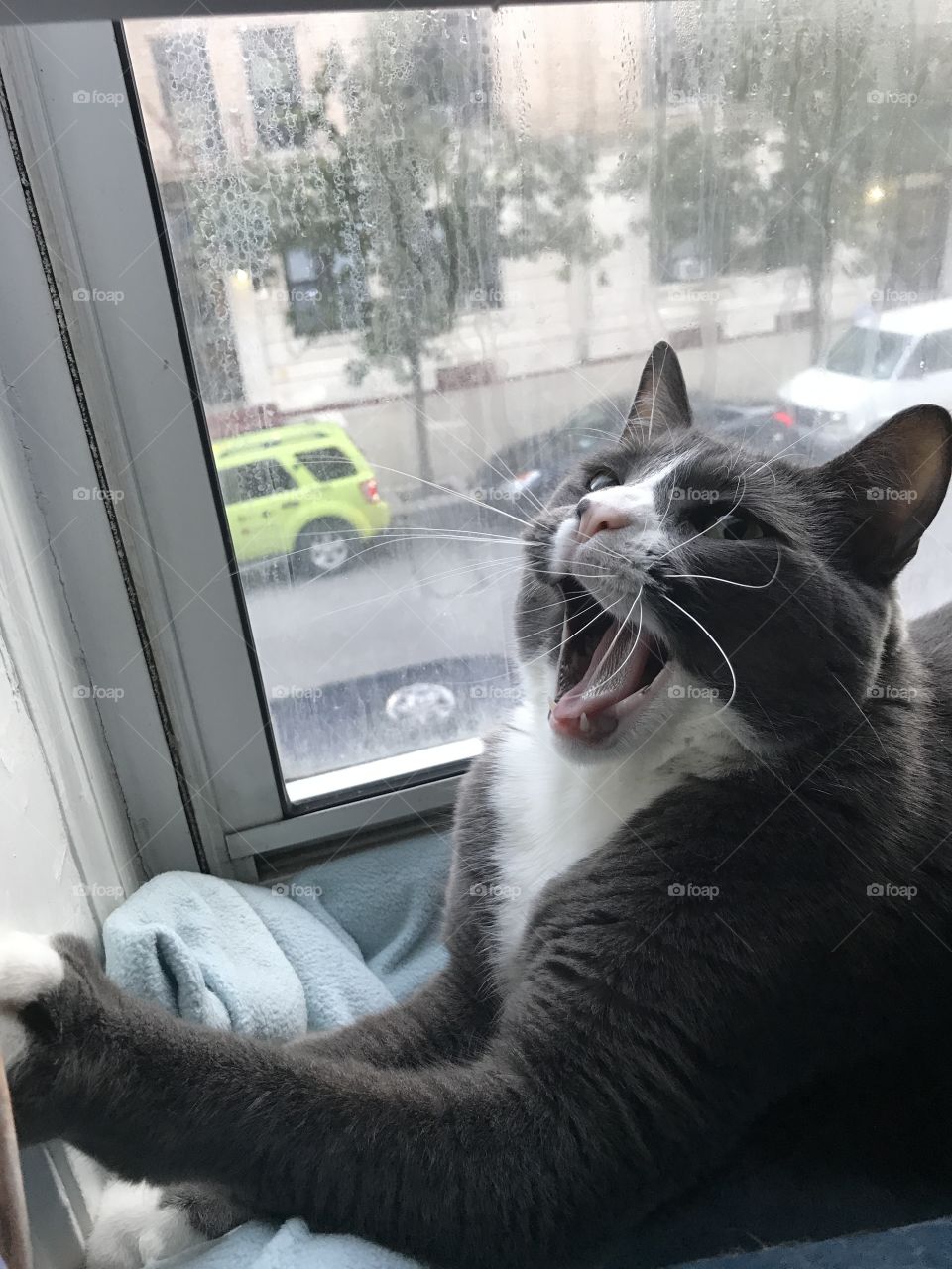 Yawning cat 