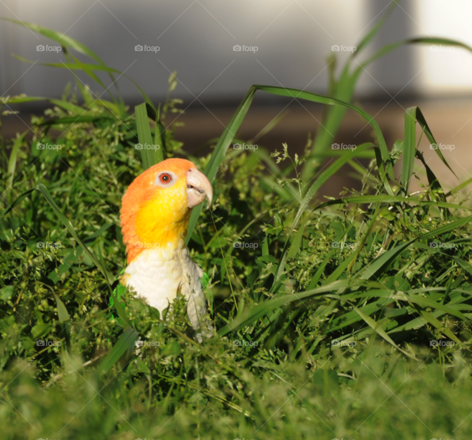 grass play bird pet by lightanddrawing