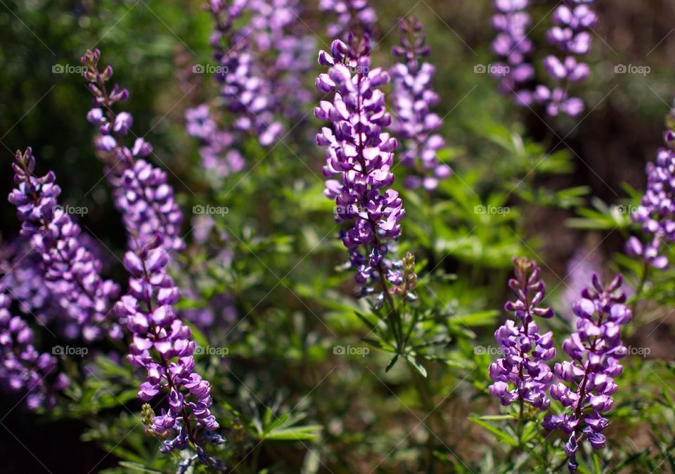 Wild Lavender 