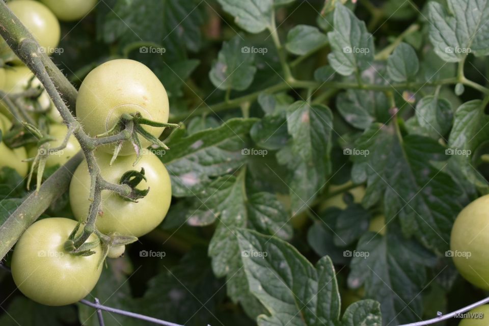 Tomato garden