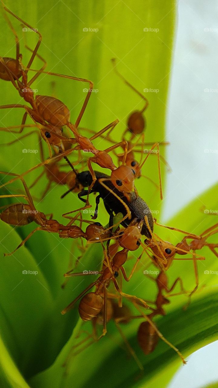 Ants attacking and taking down an insect