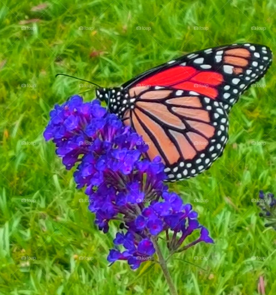 monarch butterfly