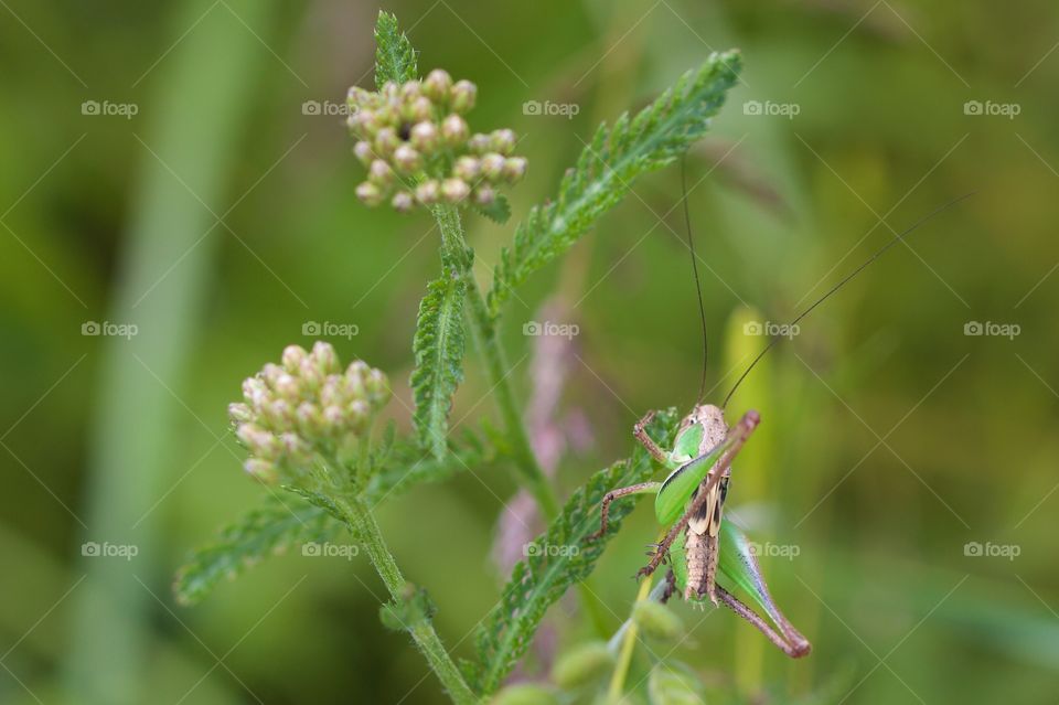 Grasshopper on plant