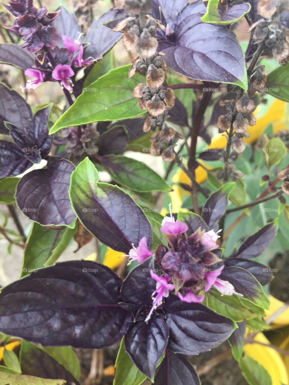 Purple basil