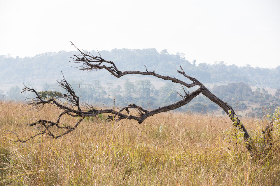 Wasteful land in the field with dead tree