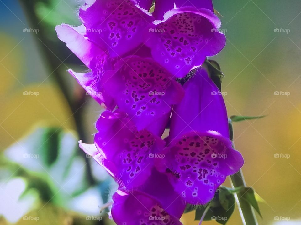 Rose purple flower