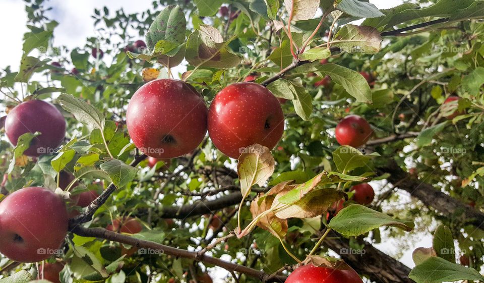 apples  ripe to pick