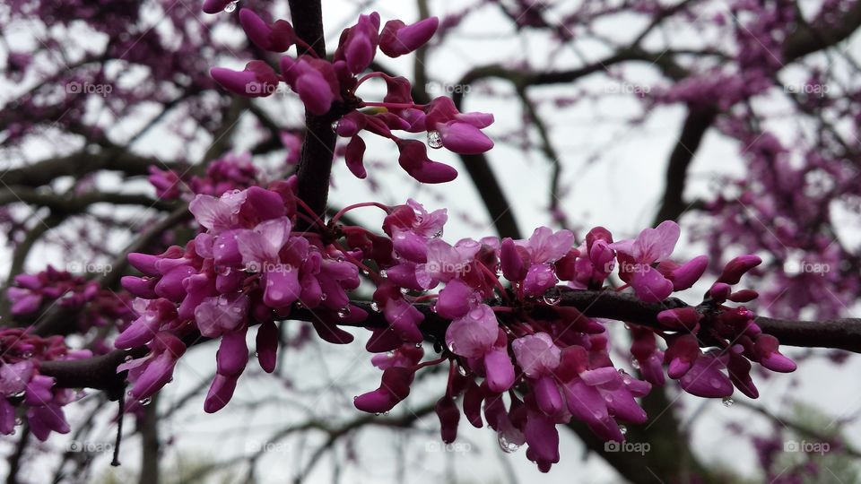 red bud tree. rain drops