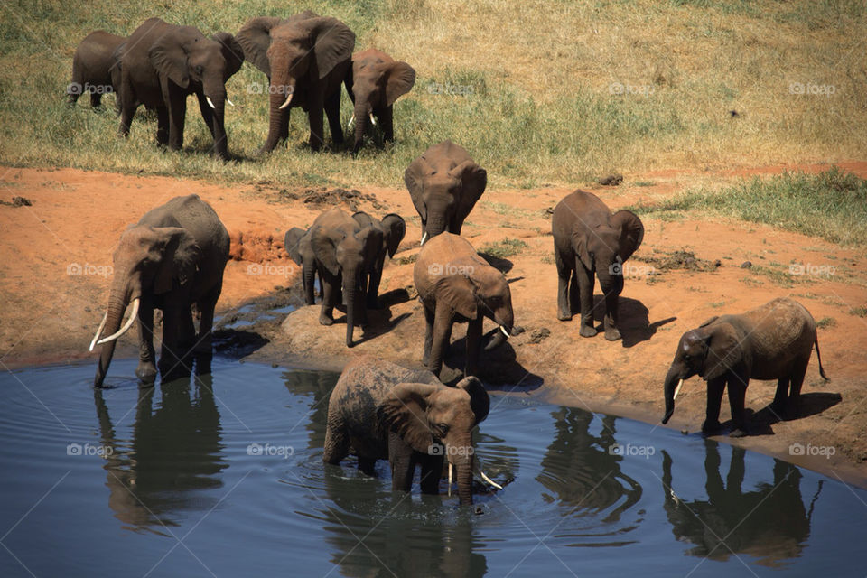 water mammals animals africa by mattbphotos