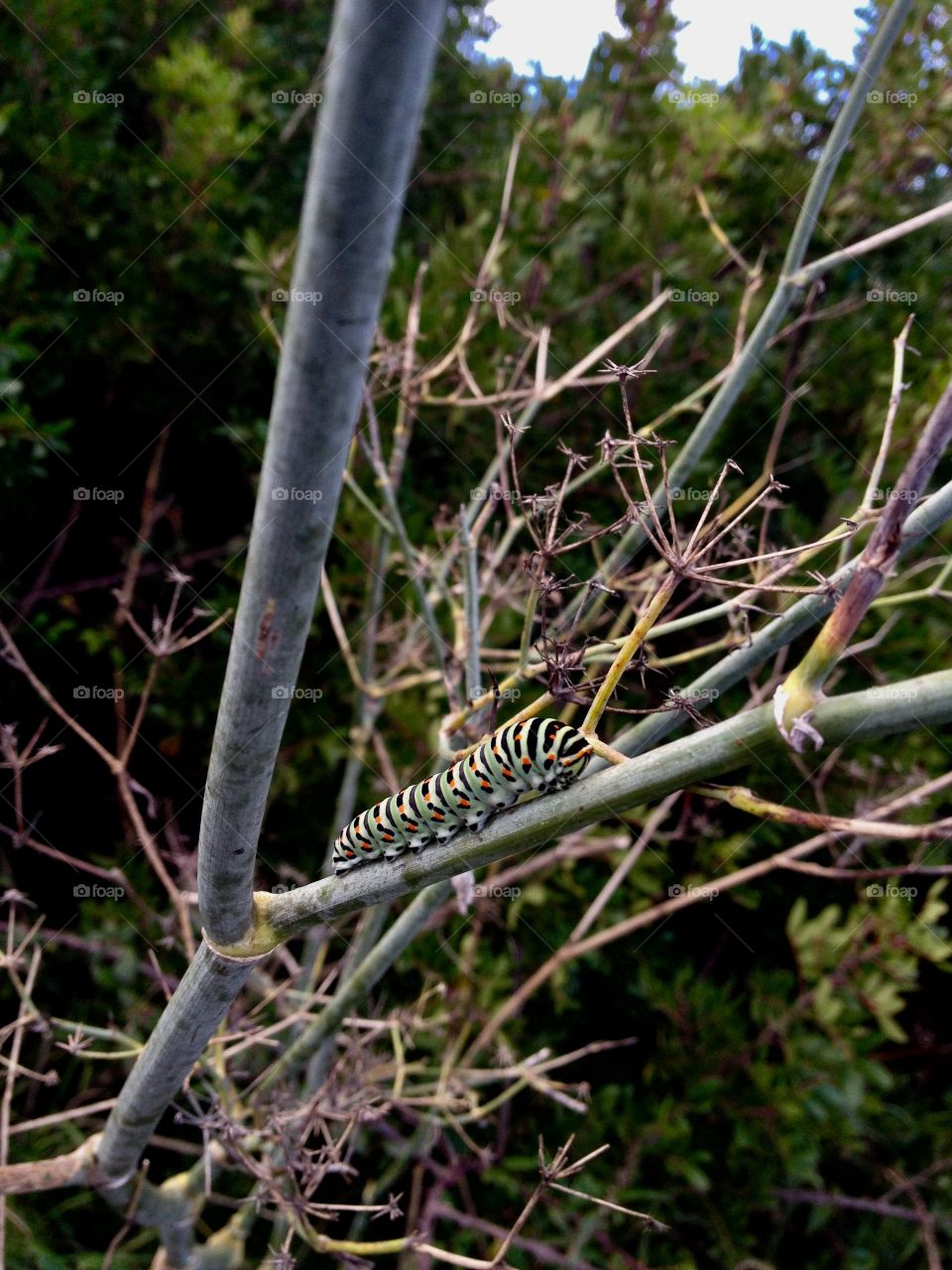 Caterpillar on the branch🐛
