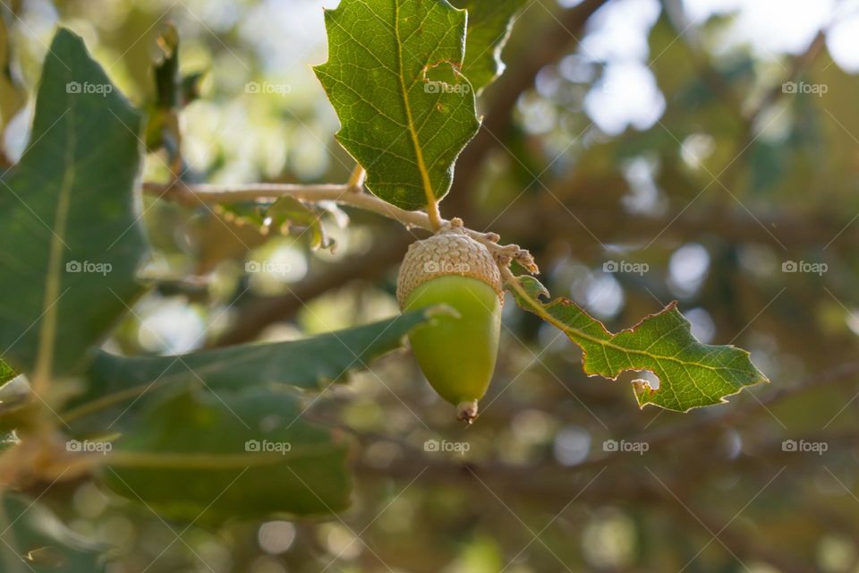 Close-up image of an acorn at a holmoak (Quercus ilex).