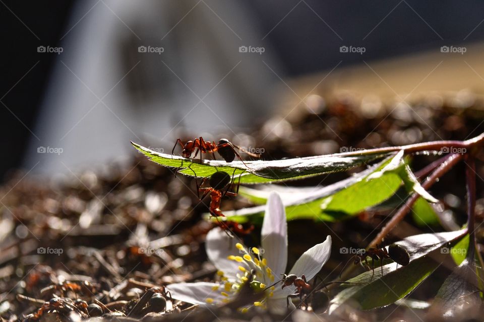 Ants on anemone flower and plant