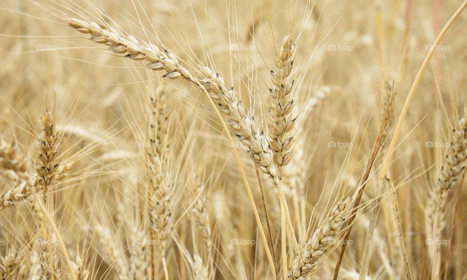 Пшеничное поле в летний зной.