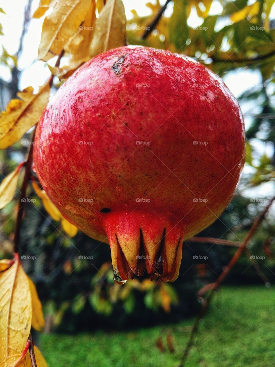 Pomegranate tree with red fruit close up.