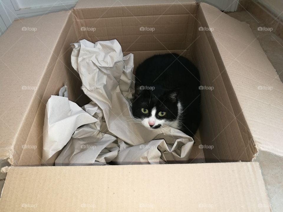 Black and white cat sitting in a box.