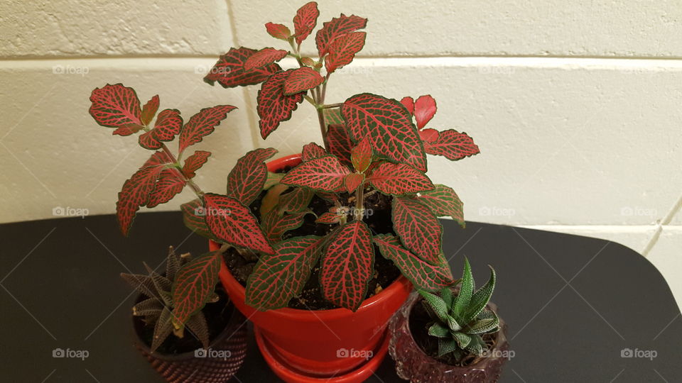 Red and Green Plants