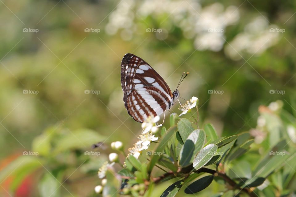 Beautiful and cute butterfly