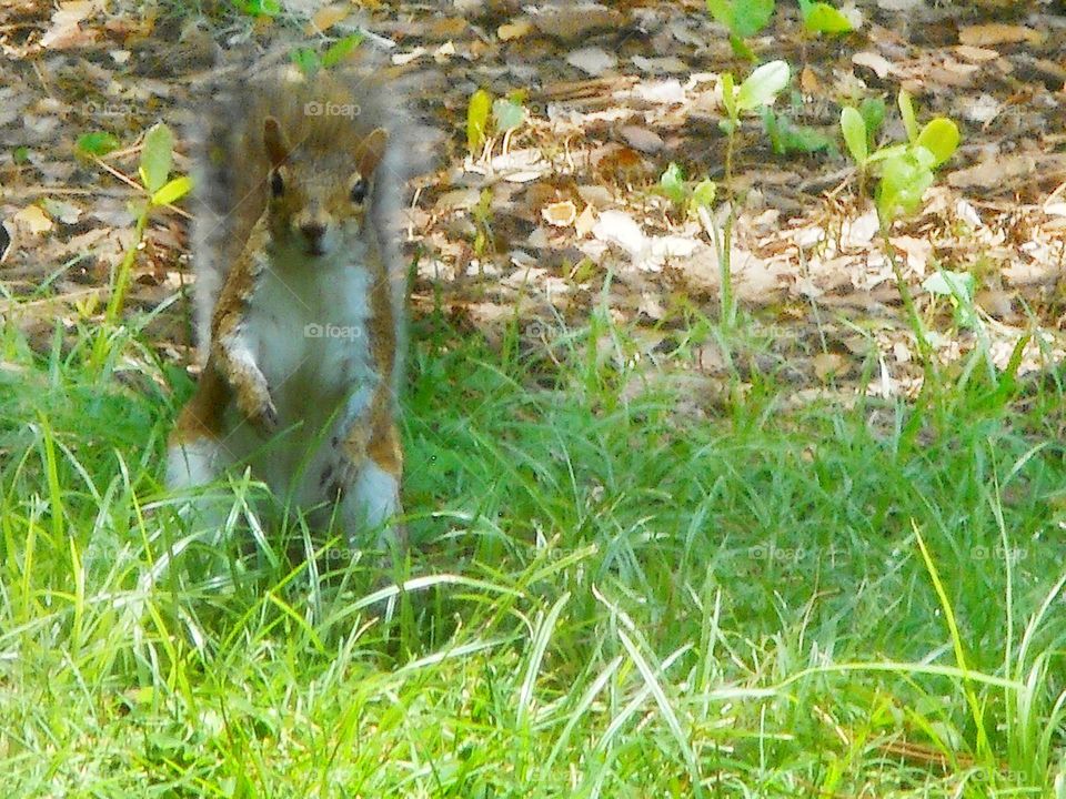 A brown and white squirrel stands in the grass with a surprised expression on it's face.