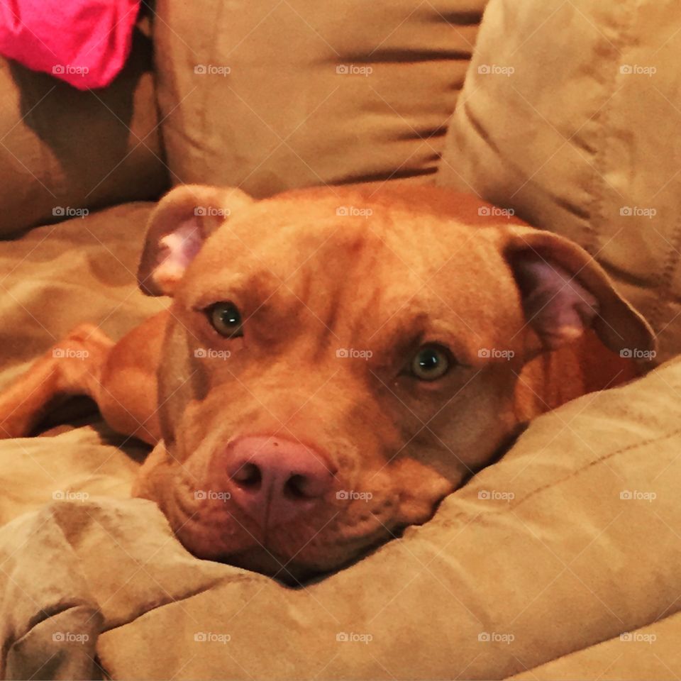 Penny. Pitbull