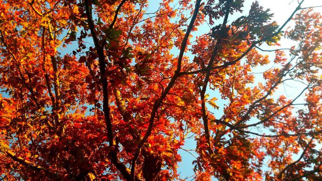 Tree branch during autumn