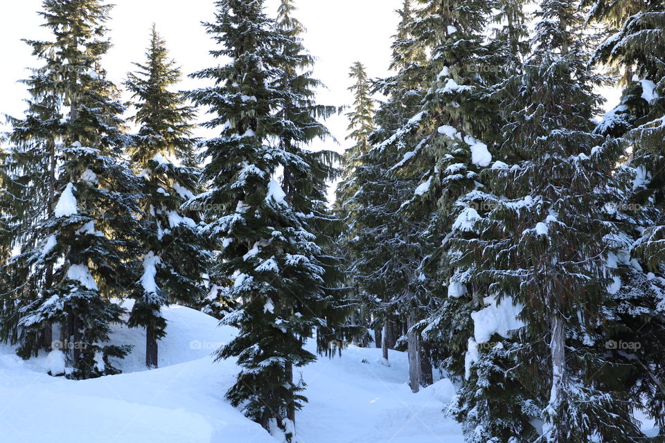 Forest of evergreens 