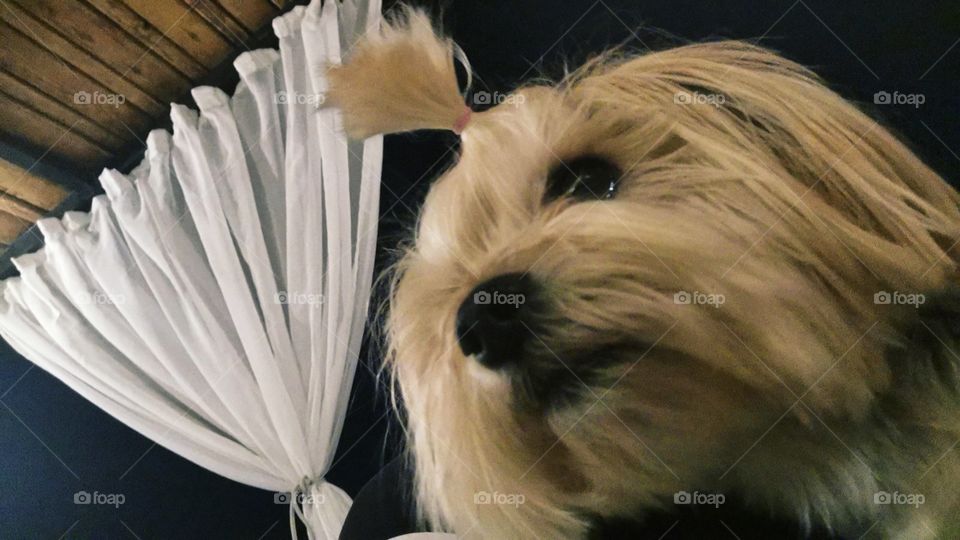 A sideways looking cute dog with curtain and dark sky in background.