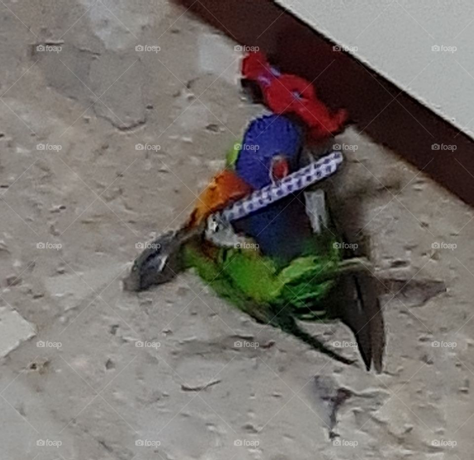 Um papagaio cheio de vida e a brincar.