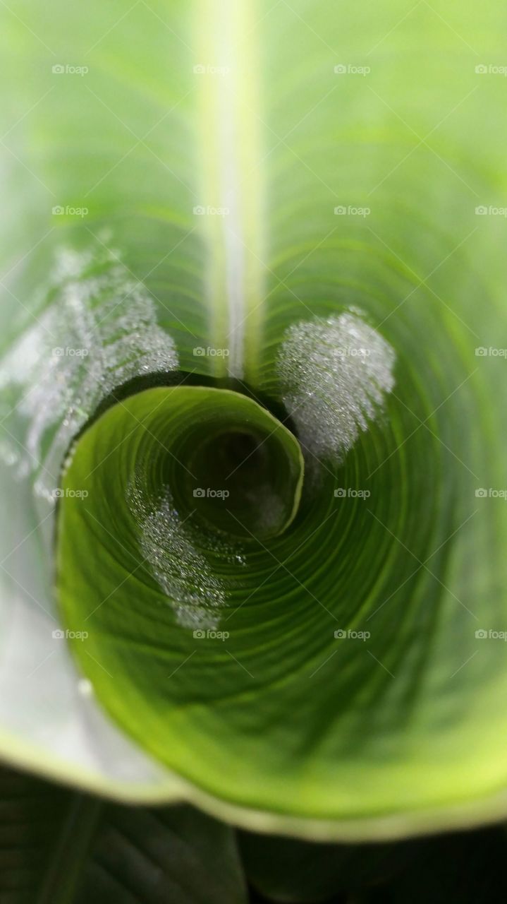 macro dew inside green banana tree leaf