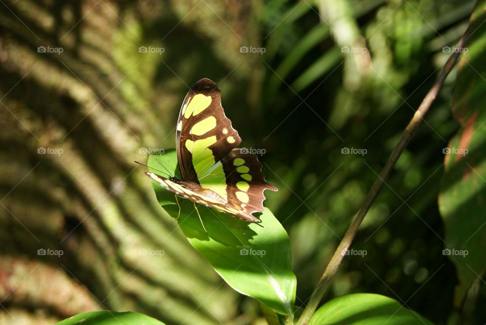 Butterfly . Butterfly 