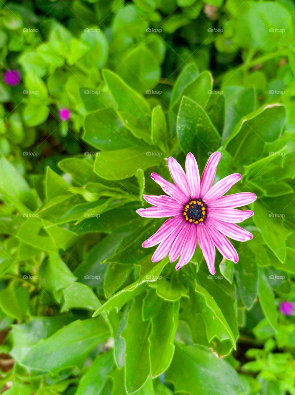 beautiful pink flower