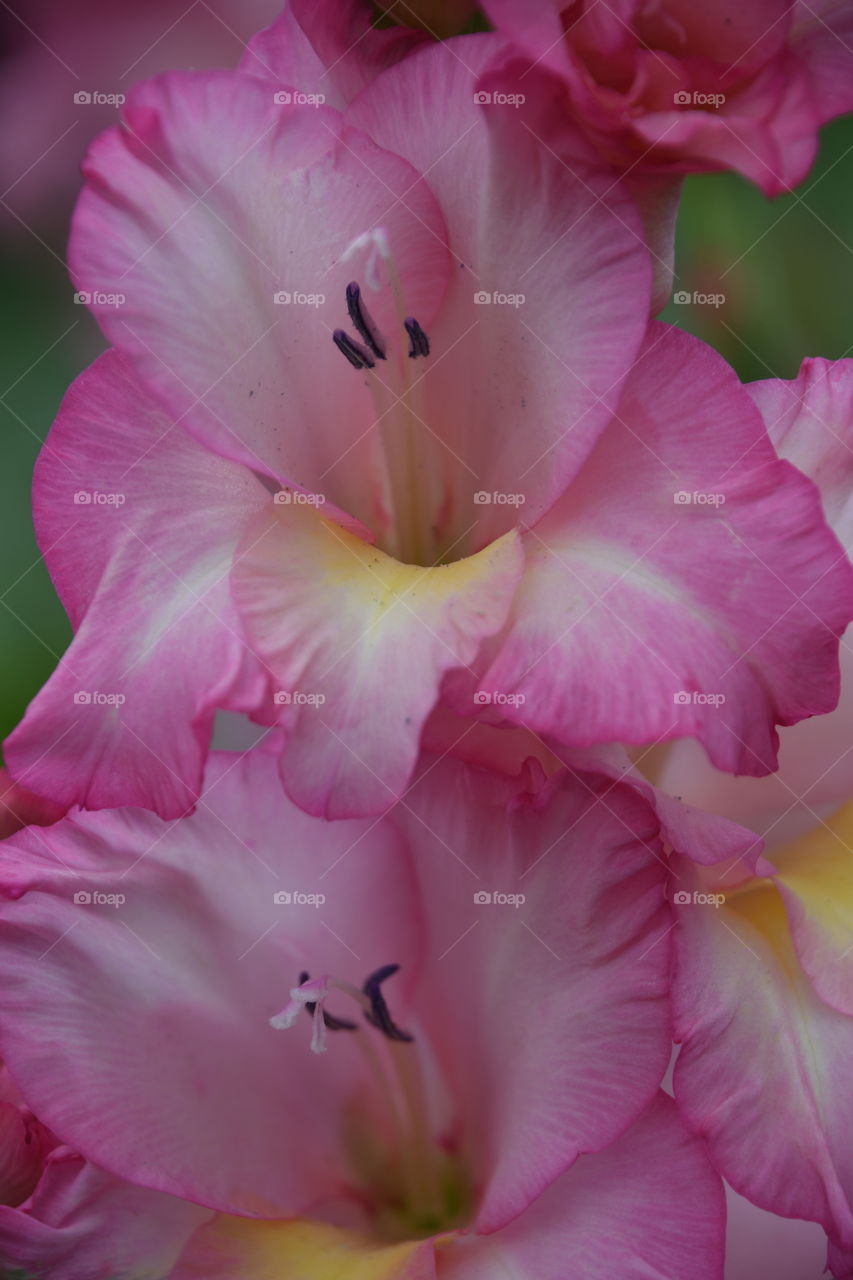 pink gladiolus