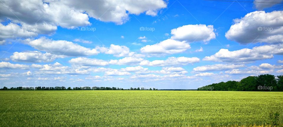 field and sky