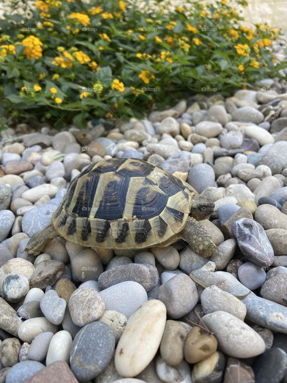 Turtle on rocks with yellow flowers.