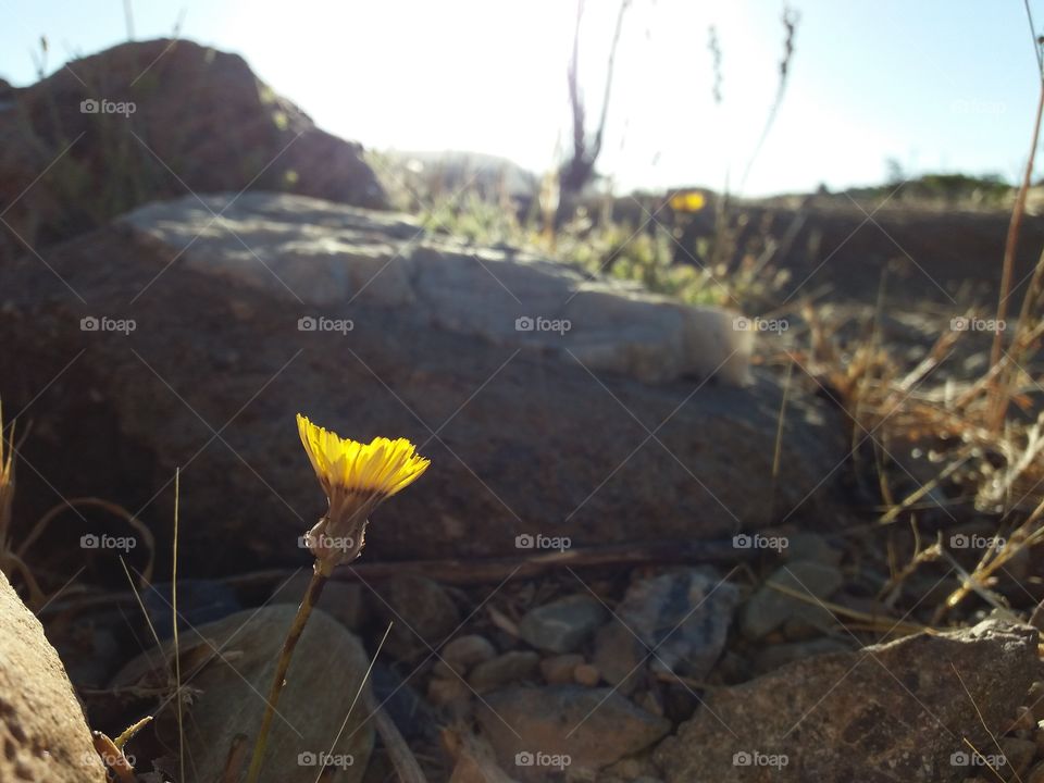 yellow flower