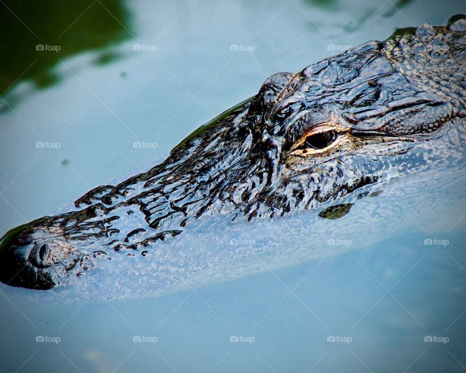 An American alligator relaxes, floating near the edge of a large pond. Bald Head Island, North Carolina.