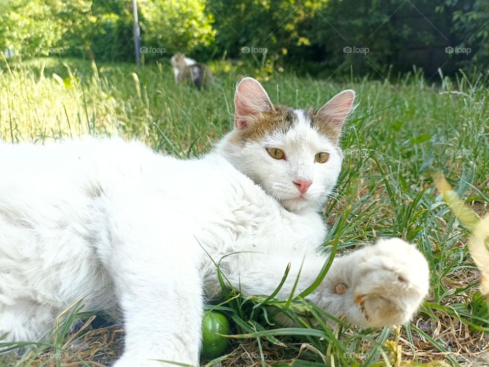 White fluffy male cat close-up. Animal photography