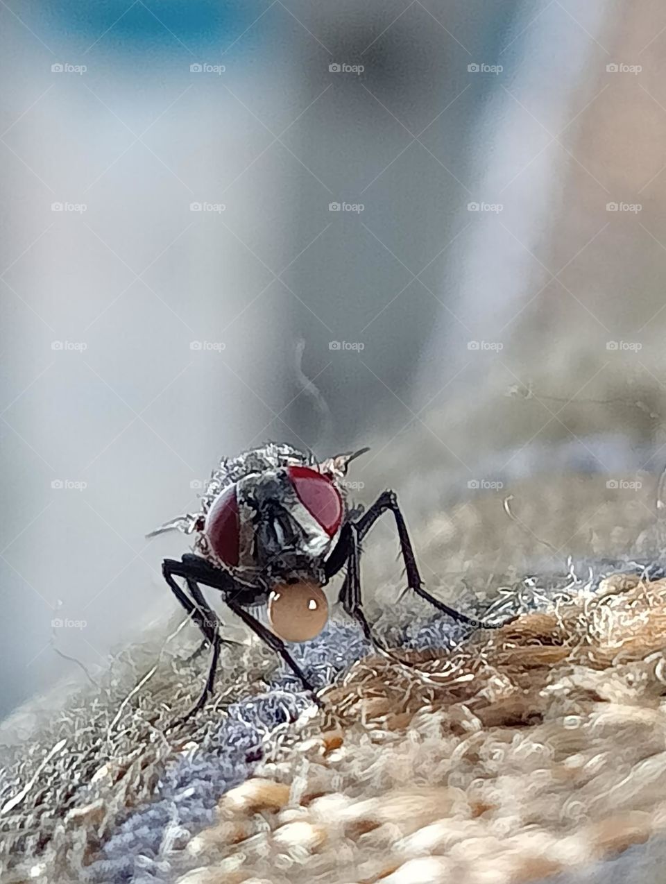 Housefly,
The housefly (Musca domestica) is a fly of the suborder Cyclorrhapha. It possibly originated in the Middle East, and spread around the world as a commensal of humans. It is the most common fly species found in houses.