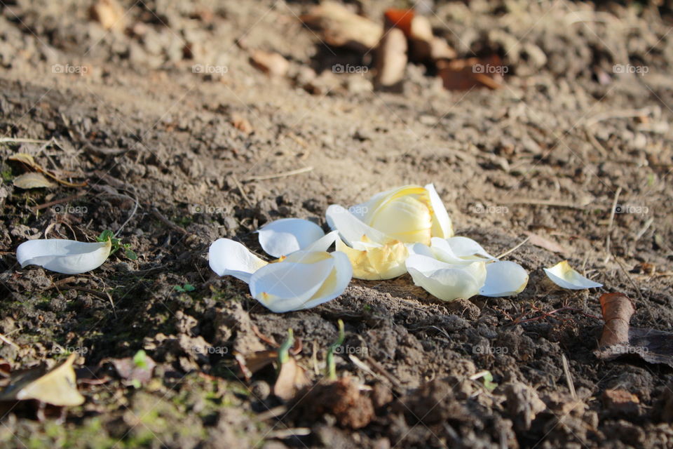 Fallen yellow rose petals on the ground 