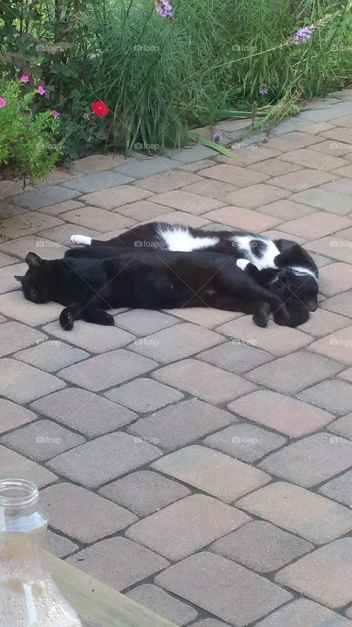 cats napping. 2 feral cats napping on patio