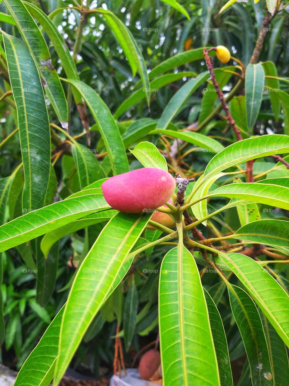A red mini mango in a process of growing.