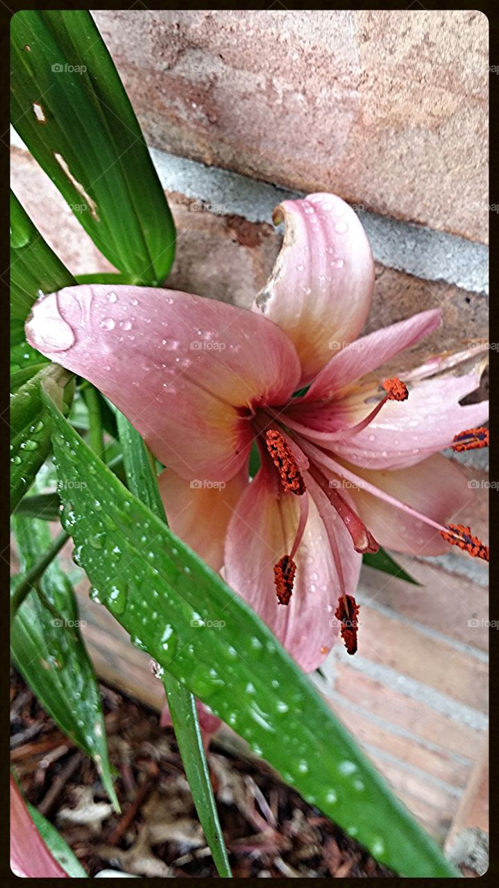 pink passion . Beauty after the rain