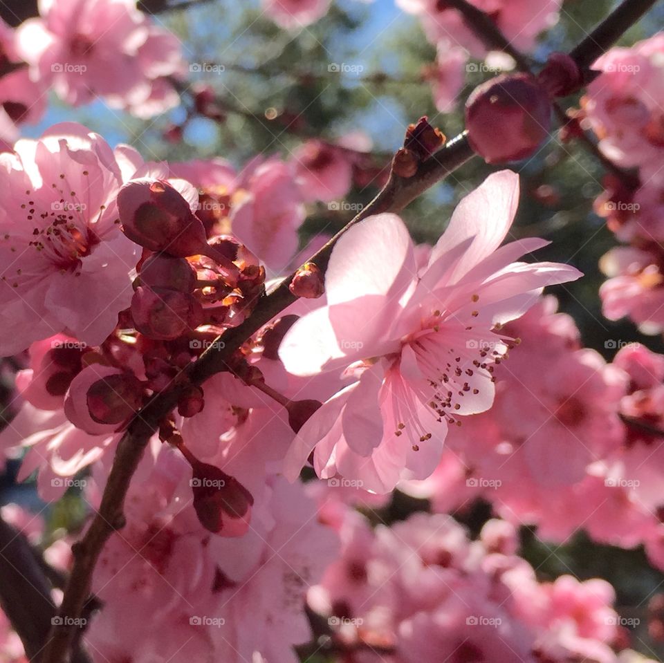 Beautiful spring blooming 