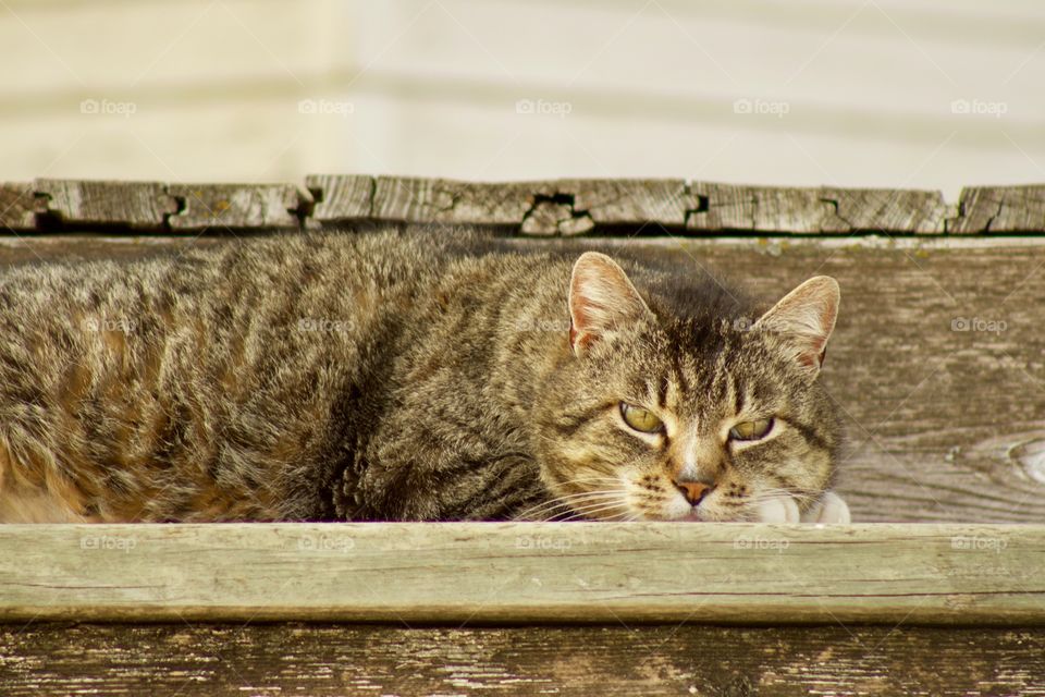 Headshot of a grey tabby laying on a rustic wooden step